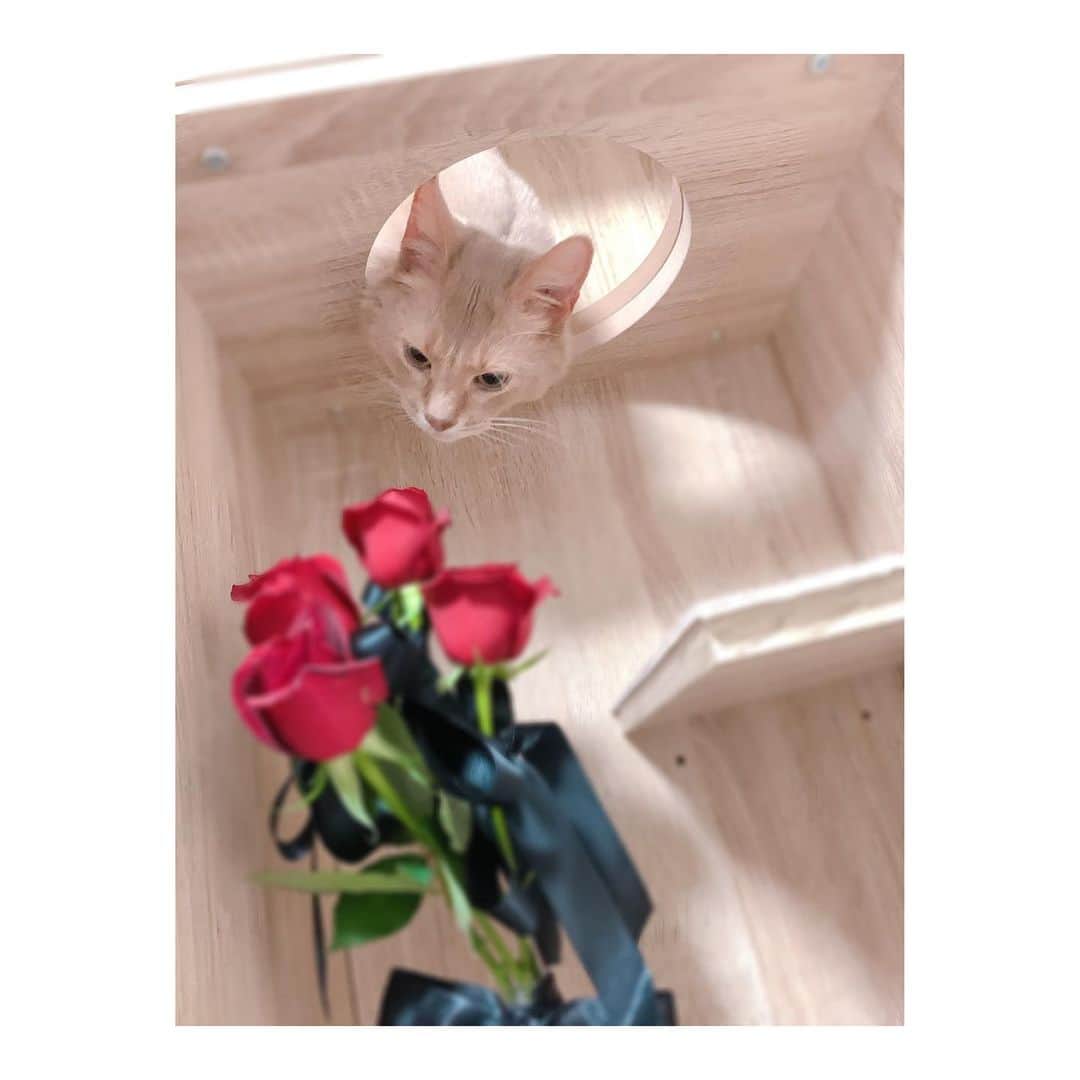宇月颯さんのインスタグラム写真 - (宇月颯Instagram)「.﻿ .﻿ 赤薔薇の貴公子🌹✨﻿ ﻿ お花や植物など、猫にとって良くないものもあるので、調べたり注意して飾っているのですが、ポテは飾った時に一回見に来るくらいで、ほとんど興味を示さないんです💐🍃﻿ が！何故か薔薇にだけは食いつく…﻿ オスカルかっ！！﻿ ﻿ 前にも薔薇を食べられたので、ポテの来ない所はどこかなーと飾る場所を考えた結果…﻿ キャットウォーク付の家具の上！！笑﻿ だって全然使ってくれないんだもん！！😭笑﻿ 苦労して組み立てたのに全然使わないから、お花を飾るのにちょうどいいと思ったら、薔薇を飾った時だけ来た…。﻿ ﻿ ﻿ 複雑…笑﻿ ﻿ ﻿ #猫#cat#ソマリ#フォーン﻿ #名前は#ポテ#愛称#ぽっちゃん﻿ #赤い薔薇が好き﻿ #オスカルかっ!!﻿ #またはポーの一族に入れてもらおうか #前に動物病院の先生にも相談しました😓﻿ #キャットウォーク付の家具﻿ #使ってくれて嬉しい!!﻿ #でも複雑…﻿ #使って欲しい時は薔薇を飾ろう… #何回か注意したら飛んで逃げていった笑﻿ #にゃんすたぐらむ﻿ #catsofinstagram﻿」5月22日 18時37分 - hayate_uzuki_official