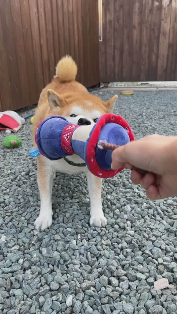 柴犬 たろのインスタグラム：「こんにちは、おはこんばんちは☀️🌙 お気に入りのおもちゃで遊んでまふ🔥 ⭐︎ #doggybox #shibainu #しばいぬ」