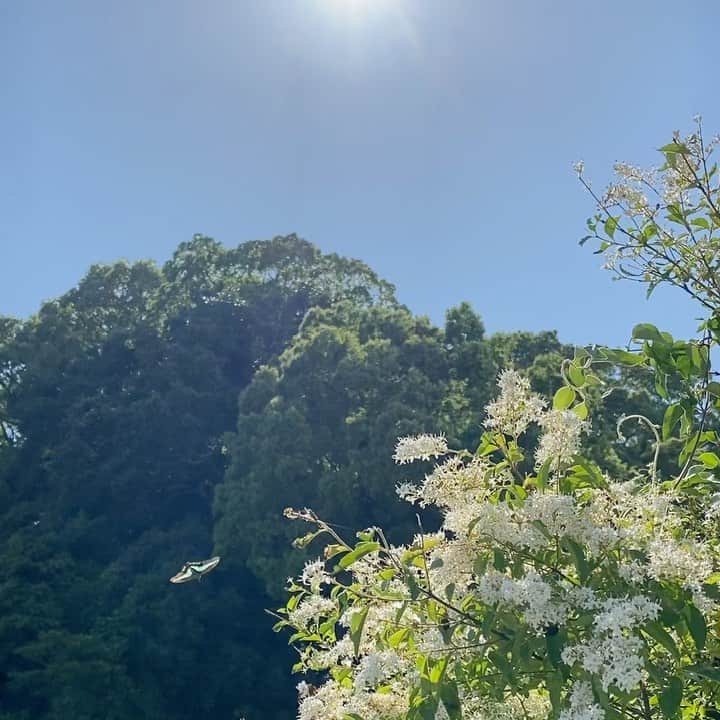 のインスタグラム：「自然に触れるって気持ち良いー🦋  穴場見つけたのでまた行こうと😌  #japan #hiroshima #広島 #東京広島沖縄行来生活  #organic #nature #live #earth #miekonishimura」