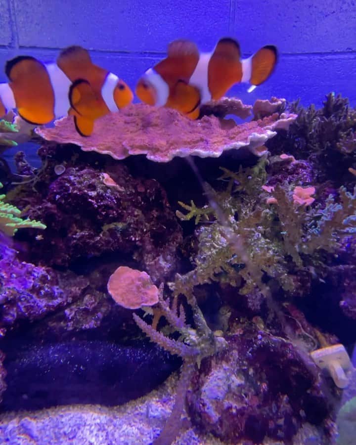 大阪ECO動物海洋専門学校のインスタグラム：「. サンゴ水槽にいる海水の熱帯魚たち🐠💕 . 最近はじめじめした日が続いていますね💦 明日は今日よりも暑い日になるので、体調管理には気をつけてお過ごし下さいね✨  #クマノミ #さんご #水槽 #アクアリウム #大阪eco #大阪eco動物海洋専門学校 #動物 #専門学校 #動物飼育 #動物園 #水族館 #飼育員 #ドルフィントレーナー #アクアリスト #動物看護師 #トリマー #ドッグトレーナー #トリミング #犬 #animal #dog」