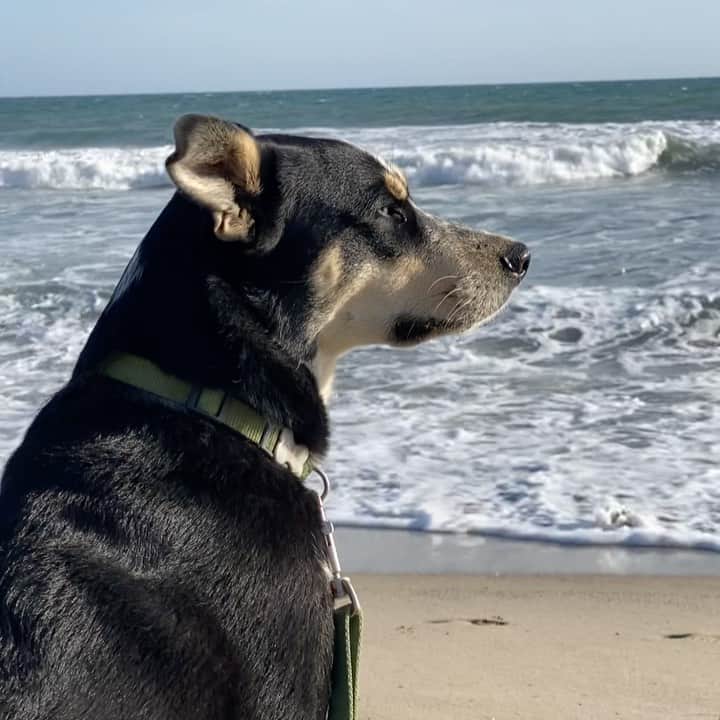ボニー・ライトのインスタグラム：「happy third birthday to my angel boy who loves to stare out at the horizon and smell the ocean. i love you billy blue 💙」