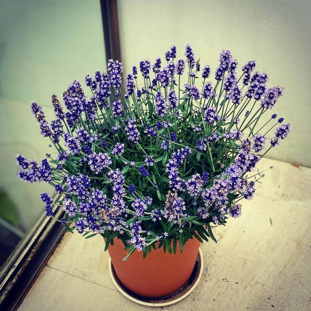 椎名桔平さんのインスタグラム写真 - (椎名桔平Instagram)「#ラベンダー 花が咲いた。^_^」5月22日 12時19分 - kippeishiina
