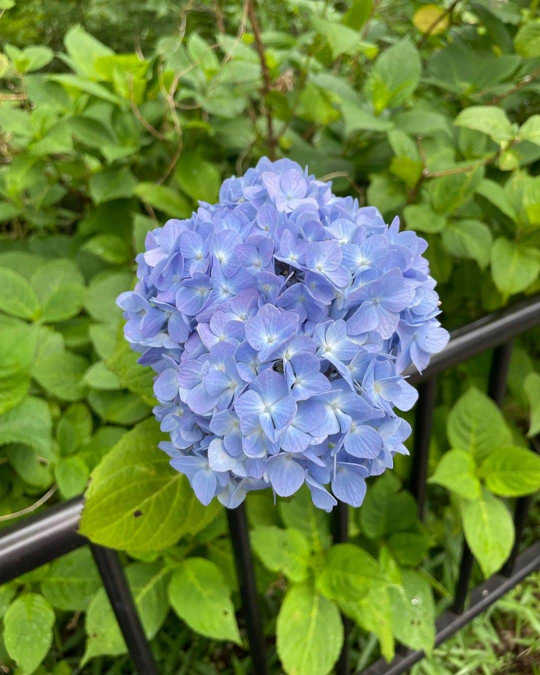 狩野舞子さんのインスタグラム写真 - (狩野舞子Instagram)「・ 梅雨になると紫陽花の投稿が多くなりがち。 綺麗だから撮りたくなるだよね💠 あ、まだ梅雨入ってなかった。 ・ #紫陽花」5月22日 19時19分 - kanochan715