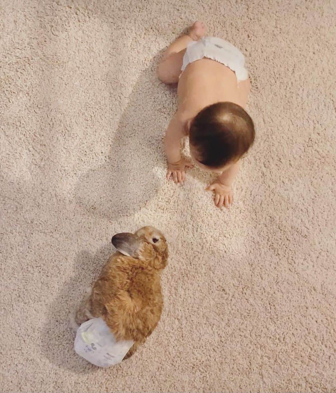 Marbee Moo, Olive & Taffyのインスタグラム：「Yam is the baby’s favourite bunny out of the bunch.   ** Yam is a disabled bunny. He’s embarrassed about the diaper so please be kind to him ❤️. Yam and Baby B share the same size diapers.   #disabledpets #headtilt #bunny #rabbit #hollandlop #bunniesofinstagram」