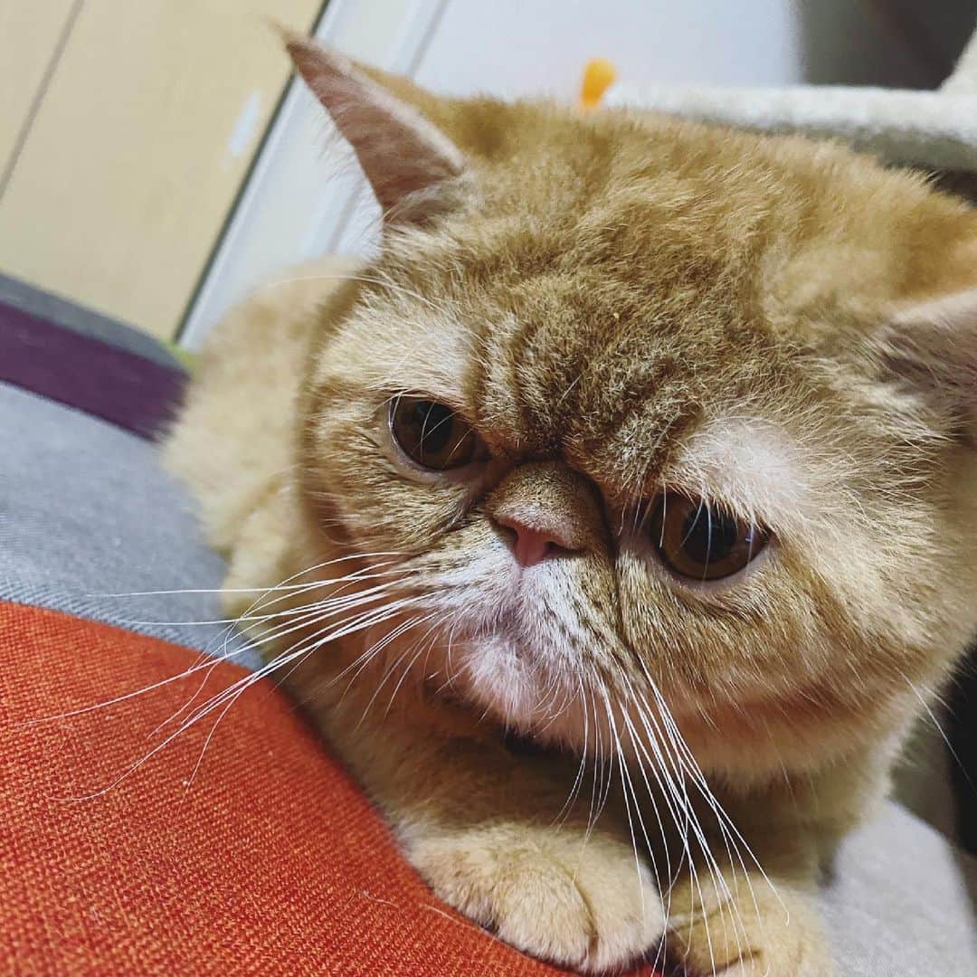 服部彩香のインスタグラム：「ねこさん😆😆😆 .  #エキゾチックショートヘア #レッドタビー  #ねこのいる生活  #ねこのいる暮らし  #ねこのいる幸せ  #ねこら部  #ねこすたぐらむ  #猫のいる暮らし  #猫好きさんと繋がりたい  #猫のいる生活」