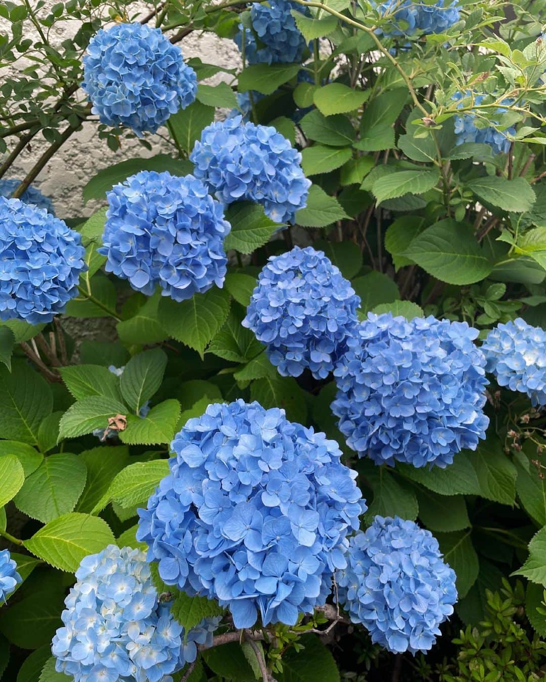 福本莉子さんのインスタグラム写真 - (福本莉子Instagram)「﻿ 『WHITE graph 006』﻿ オリコン週間BOOKランキング﻿ ジャンル別「写真集」で2位にランクインしました﻿ ありがとうございます💐﻿ ﻿ 絶賛発売中ですー！！！🐥﻿ 今日見かけた綺麗な紫陽花💐」5月22日 20時29分 - riko_fukumoto_