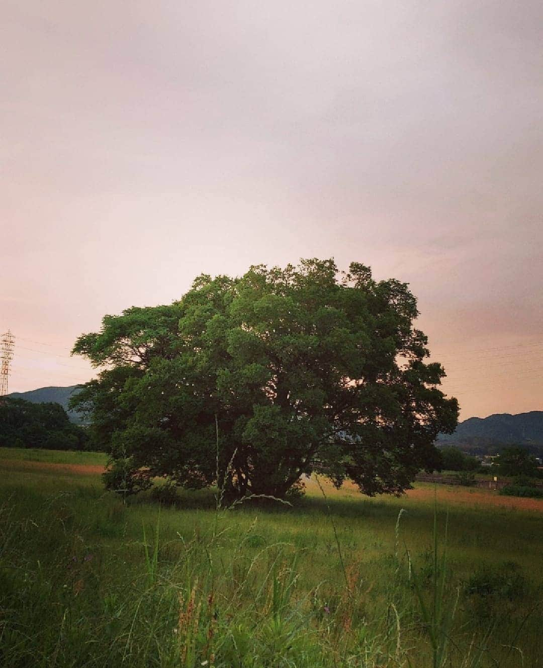 咲弥にこさんのインスタグラム写真 - (咲弥にこInstagram)「【私はなんにも変わっていない☀】 ずっと昔から… ･ ･ だから色眼鏡で見ないで(っ’-‘)╮ =͟͟͞͞👓ﾌﾞｫﾝ ･ ･ みんな一緒じゃないよ みんな幾つもの顔を持ってるんだよ みんな喜びと 幸せの価値観は違うんだよ‼️ ･ ･ そしてどこまでも変わらない 私の魂が此処にある✨ ･ ･ さっきブロックした書き込み✂️ 「Instagramはアダルトサイトじゃない！」 「芸術なんて自分を正当化するな」 「いい歳して💢」 ･ ･ 最後の「いい歳して」って要る？ 右に習えのオバサンの投稿見たいの？ 世界中のInstagramrは？ ･ ･ (画像)13年間続けているジョギング中の私🏃💨 ･ 全身ウェアを見せられないのは 娘の家にお泊まり中の為に 下は娘の中学生の時のネーム入り体操服 エンジ色の短パンなの～(パジャマ)😅ダサい💦 ･ ･ でもこの木のように私も 雨にも風にも嵐にもアンチにも負けないわ🌳 『アンチは最大の広告塔』by HIKAKIN ･ ･ #黄色 #yellow #マラソンランナー #フルマラソン #ジョギング #自分スタイル #クレイマー #アンチコメント #アンチは最大の広告塔 #アンチは最大のファン #十人十色 #ほっといて #進入禁止 #価値観 #言わなくても良い事 #私以外私じゃないの #マイスタイル #myway  #雨にも負けず #風にも負けず #この木なんの木 #大木 #アラフィフ #美魔女 #小説家 #咲弥にこ」5月22日 21時57分 - sakuya.niko