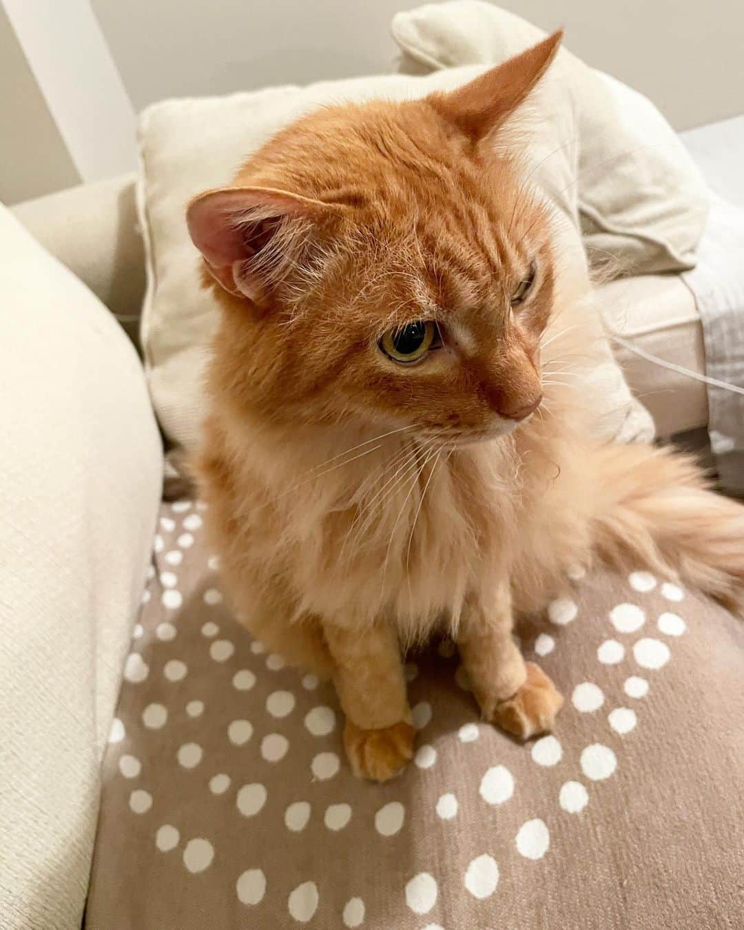 猫沢エミのインスタグラム