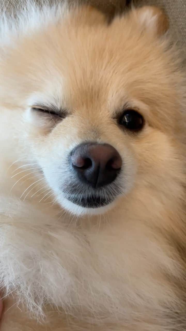 SHiNのインスタグラム：「リボンが気になるらしい  #田島るーく #ポメラニアン #pomeranian  #いぬすたぐらむ」