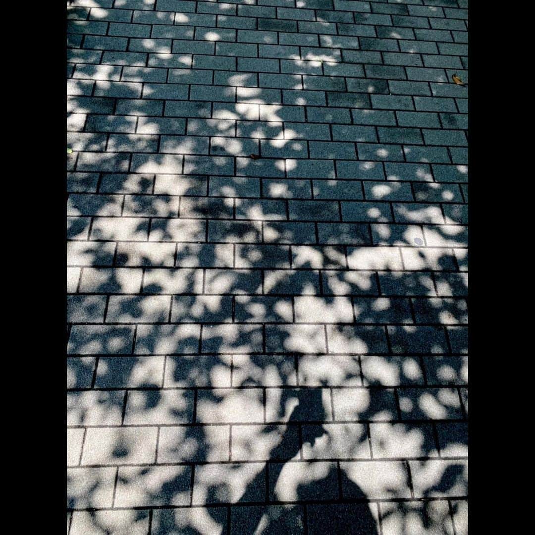 木村拓哉さんのインスタグラム写真 - (木村拓哉Instagram)「﻿ ﻿ 「未だ５月にもかかわらず、地面に映る影はまるで夏の面影がありますね‼︎﻿ 今日はかなり暑くなりそうです。﻿ 皆さん体調を崩さないようにして下さいね！」﻿ ﻿ STAYSAFE‼︎﻿ ﻿ 拓哉﻿ #木村拓哉#TakuyaKimura」5月23日 13時15分 - takuya.kimura_tak