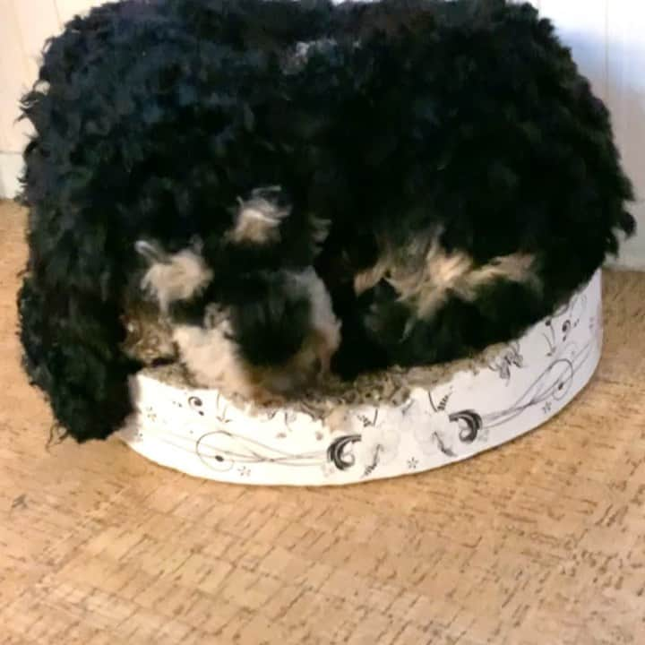 FluffyPackのインスタグラム：「Sleepy doughnut🍩😴😎 . #sleepy #bandit #weeklyfluff #cockerpoo #eurovision #poodle #esc #cockerpoosofinstagram  #puppy #fluffy #puppylovers #sweden #dogs #petlovers #lol #funny #犬 #собака #perro #fun #gopro #sweden #mello #eurovision2021」