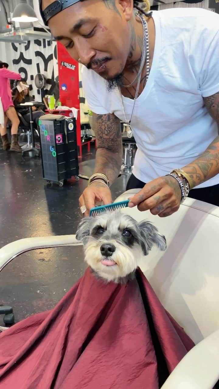 のインスタグラム：「Gettin’ pawdy ready 🎉   #dogsofinstagram #perro #perrosdeinstagram #cachorro #schnauzer」