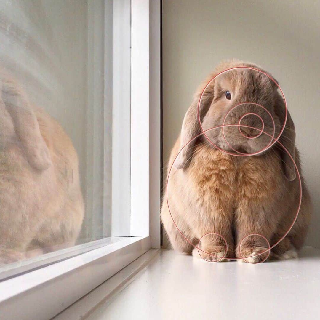 Marbee Moo, Olive & Taffyのインスタグラム：「Bunnies are just a bunch of circles including their poop ⭕️😆  #petsofinstagram #funny #cute #pet #bunniesofinstagram #bunny #rabbit #usagi #housebunnies #thedodo #houserabbit #hollandlop」