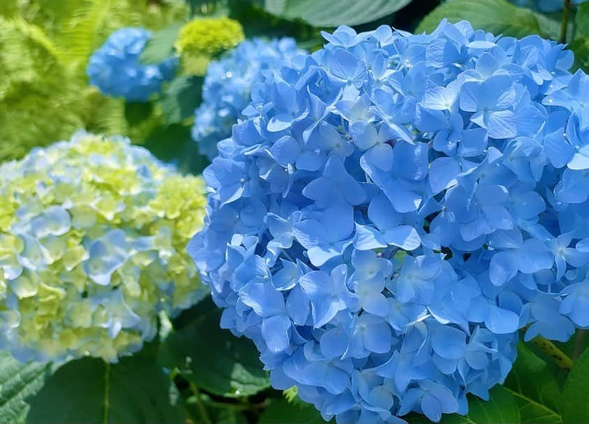 西山真以のインスタグラム：「* 紫陽花が沢山咲いてきて、日に日に眺めが美しい🌿💙」