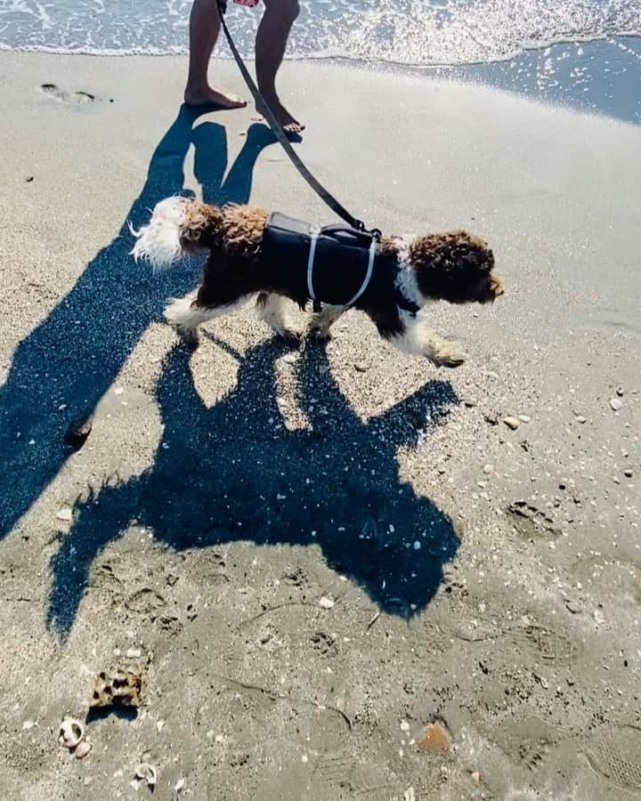 クボタマサヒコのインスタグラム：「圧倒的に夏。 #sea #dog」
