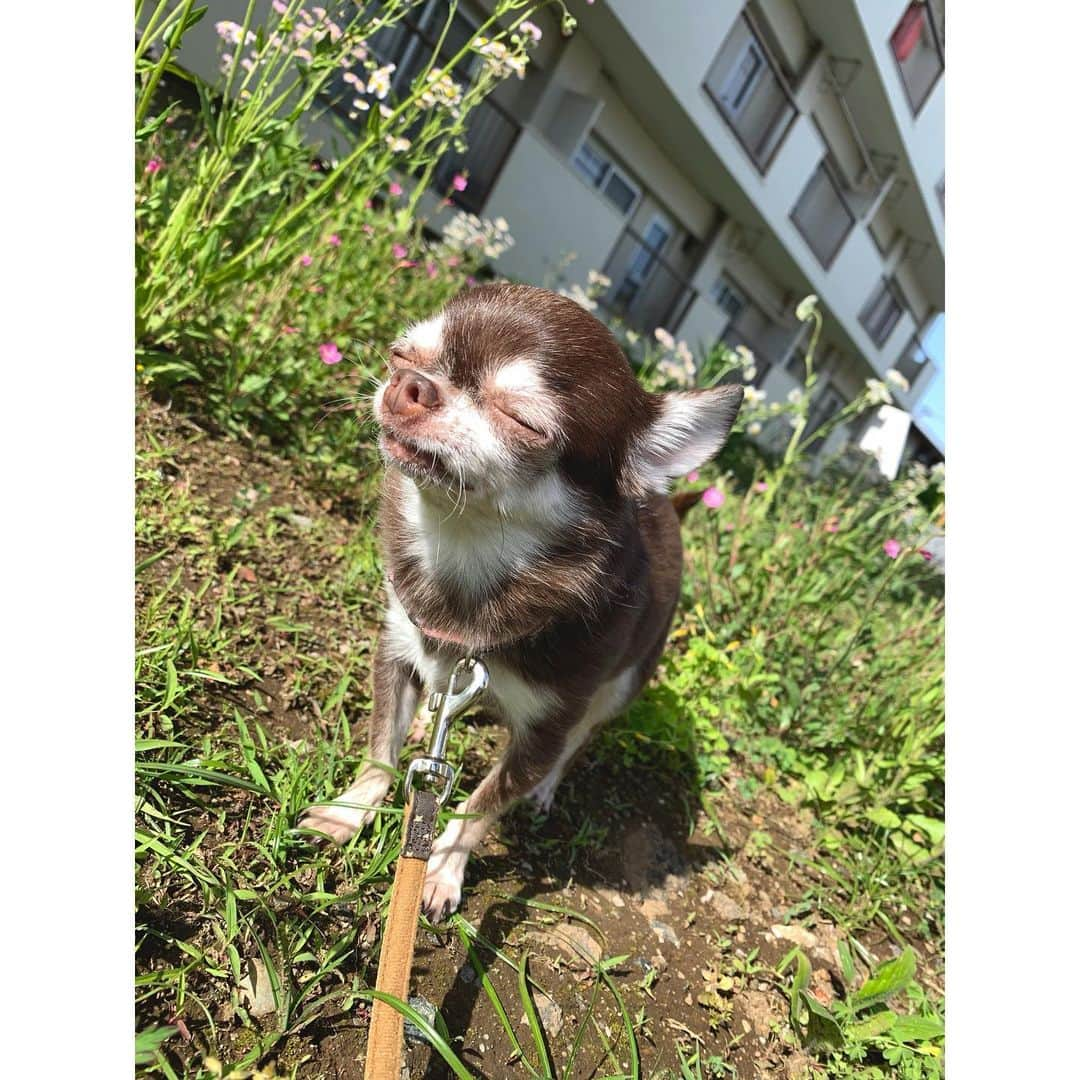 上野なつひさんのインスタグラム写真 - (上野なつひInstagram)「久々のお天気☘️気持ちよさそうな顔して〜😌 #上野きなこ #上野チョコ #チワワ #スムーズチワワ #愛犬」5月23日 22時50分 - natsuhi