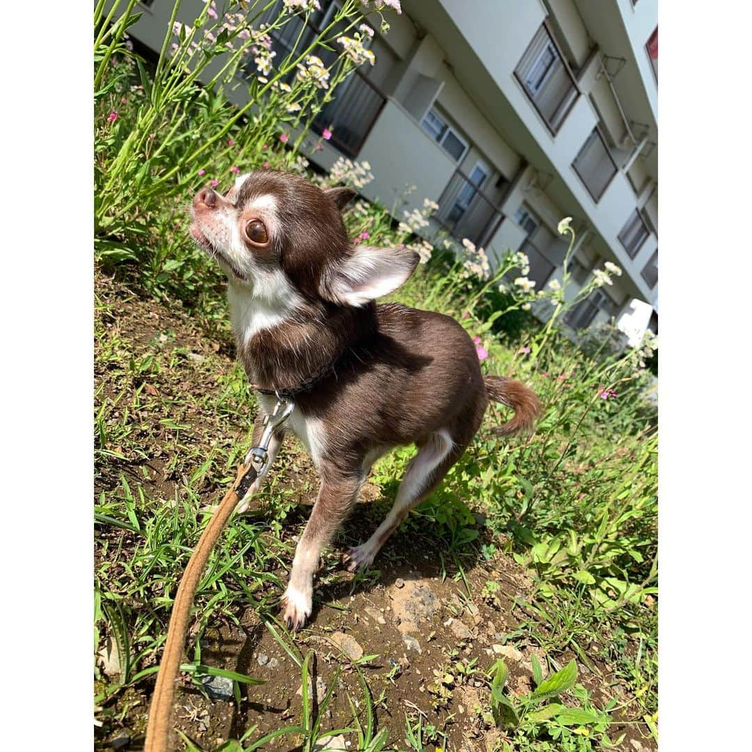 上野なつひさんのインスタグラム写真 - (上野なつひInstagram)「久々のお天気☘️気持ちよさそうな顔して〜😌 #上野きなこ #上野チョコ #チワワ #スムーズチワワ #愛犬」5月23日 22時50分 - natsuhi