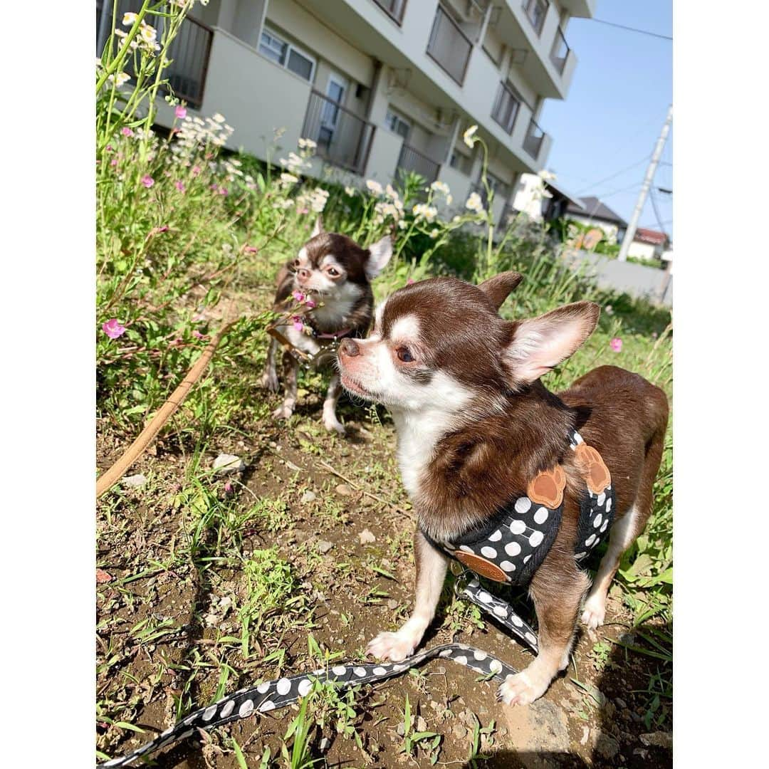 上野なつひのインスタグラム：「久々のお天気☘️気持ちよさそうな顔して〜😌 #上野きなこ #上野チョコ #チワワ #スムーズチワワ #愛犬」