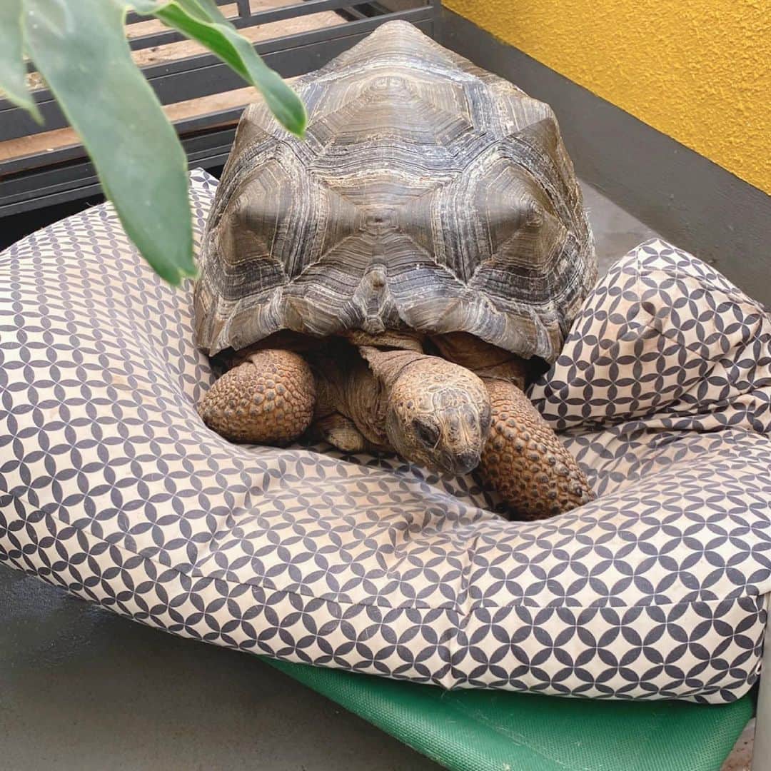 森泉さんのインスタグラム写真 - (森泉Instagram)「World Turtle Day 💚🐢✨ She thinks she’s a dog...😜」5月23日 17時04分 - izumi.mori