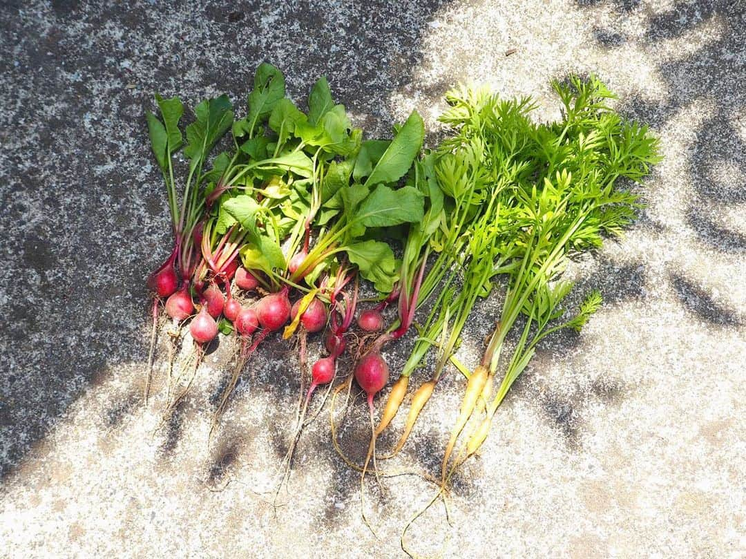 泉里香さんのインスタグラム写真 - (泉里香Instagram)「間引きしたラディッシュと人参🥕🥕🥕 小さいけど色も綺麗でかわいい 美味しくいただきます🥗 新鮮って最高🤍 #carrot#Babycarrot#radish#vegetable #菜園初心者#間引き人参」5月23日 18時15分 - rika_izumi_