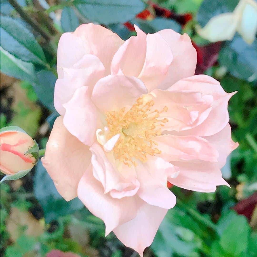 益子直美さんのインスタグラム写真 - (益子直美Instagram)「Sunny Sunday🌸  冬に切り詰め過ぎてしまったバラ、無事に咲きました！  春の花が終わり、アジサイが色づいて来ております。  ジューンベリーもそろそろらカメムシとの戦いが始まりそう。  梅の収穫はまだかな。  パクチーの花、小さくてかわいいな。  #gardening  #garden  #バラ  #rose  #アジサイ  #ジューンべリー  #パクチーの花」5月23日 18時30分 - naomi.masuko
