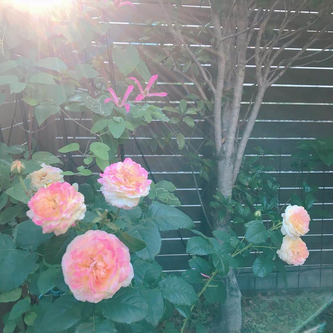 益子直美さんのインスタグラム写真 - (益子直美Instagram)「Sunny Sunday🌸  冬に切り詰め過ぎてしまったバラ、無事に咲きました！  春の花が終わり、アジサイが色づいて来ております。  ジューンベリーもそろそろらカメムシとの戦いが始まりそう。  梅の収穫はまだかな。  パクチーの花、小さくてかわいいな。  #gardening  #garden  #バラ  #rose  #アジサイ  #ジューンべリー  #パクチーの花」5月23日 18時30分 - naomi.masuko