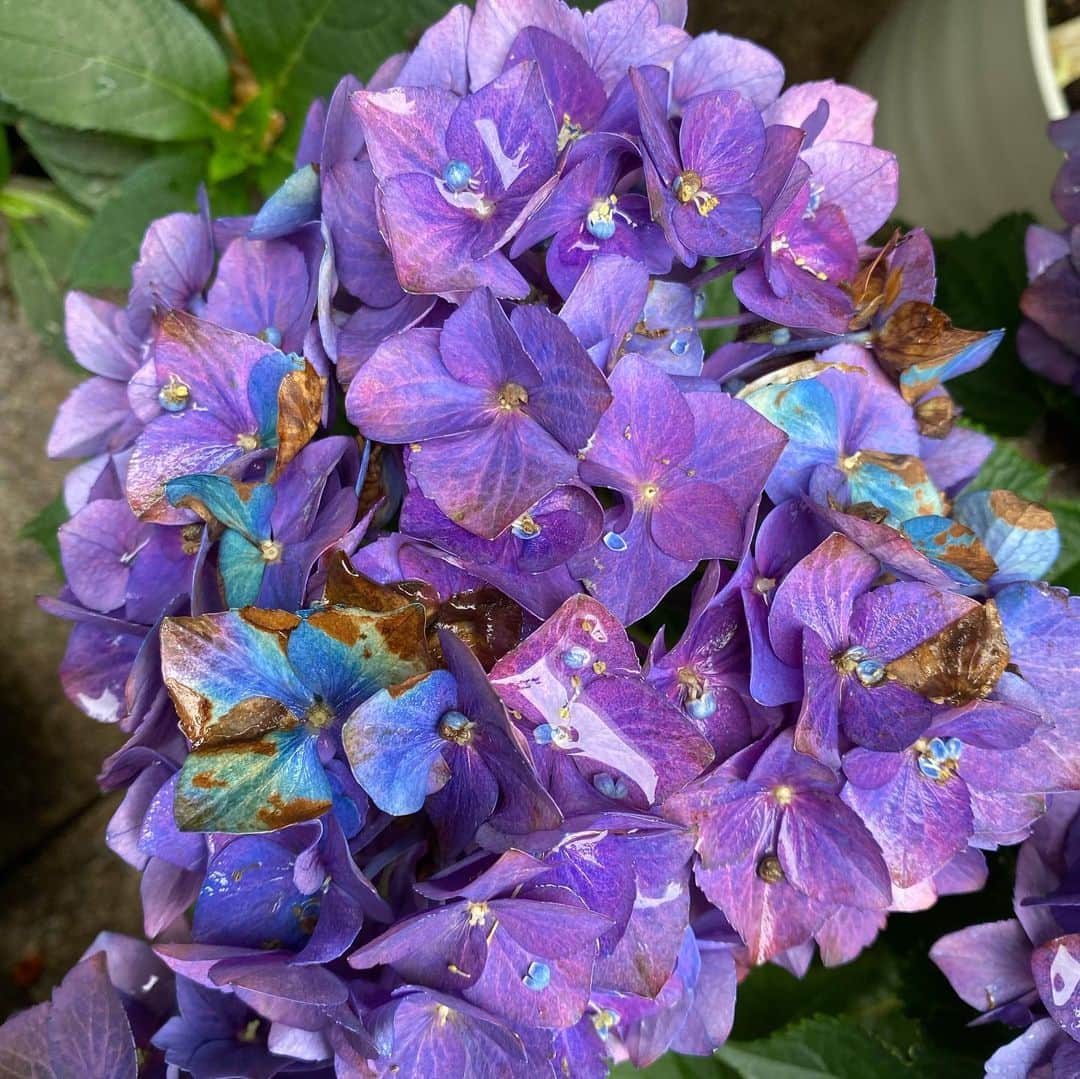 工藤静香さんのインスタグラム写真 - (工藤静香Instagram)「ピアスとTシャツを蝶に！笑。 でも幼虫はね😅グリーンになられてしまうと、退治ができず、、そのままにしても大切な葉をたべられてしまうので、 「変なの出さないでね」と言いながらこっそり葉を切り、他の木に運んでいますよ🤣  紫陽花は咲き始めから終わりまで色の変化に魅了されますね。   ピアスはずーっとずーっと前に、母からお誕生日プレゼントでもらった物です😊」5月23日 18時33分 - kudo_shizuka
