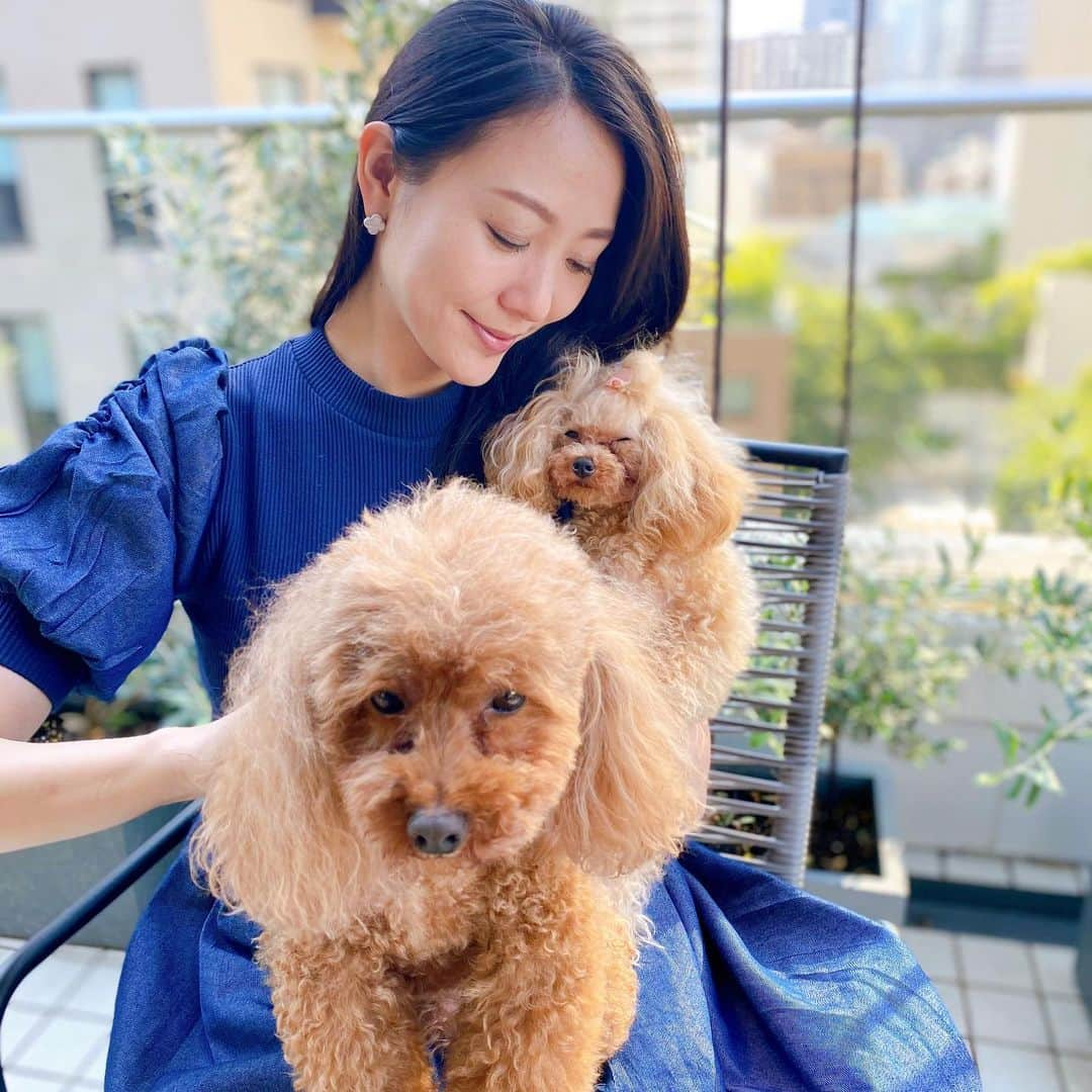 植田早紀のインスタグラム：「ステイホームが続き、わんこ達もこの表情です🐩🐩😂  お誕生日に素敵なお花を頂き、お花に囲まれた幸せな暮らしをする事が出来ました🌹❤️ ありがとう❤️❤️  #誕生日 #花束 #トイプードル #ティーカッププードル #ステイホーム #toypoodle #tinypoodle #teacuppoodle #いぬすたぐらむ #パセリとショパン #トイプードル #トイプードル男の子 #トイプードルアプリコット #犬のいる暮らし #dog #dogstagram #トイプードル #玩具贵宾犬 #贵宾犬 #토이푸들 #癒し動画 #癒し #love #poodle #dogsofinstagram #instadog」