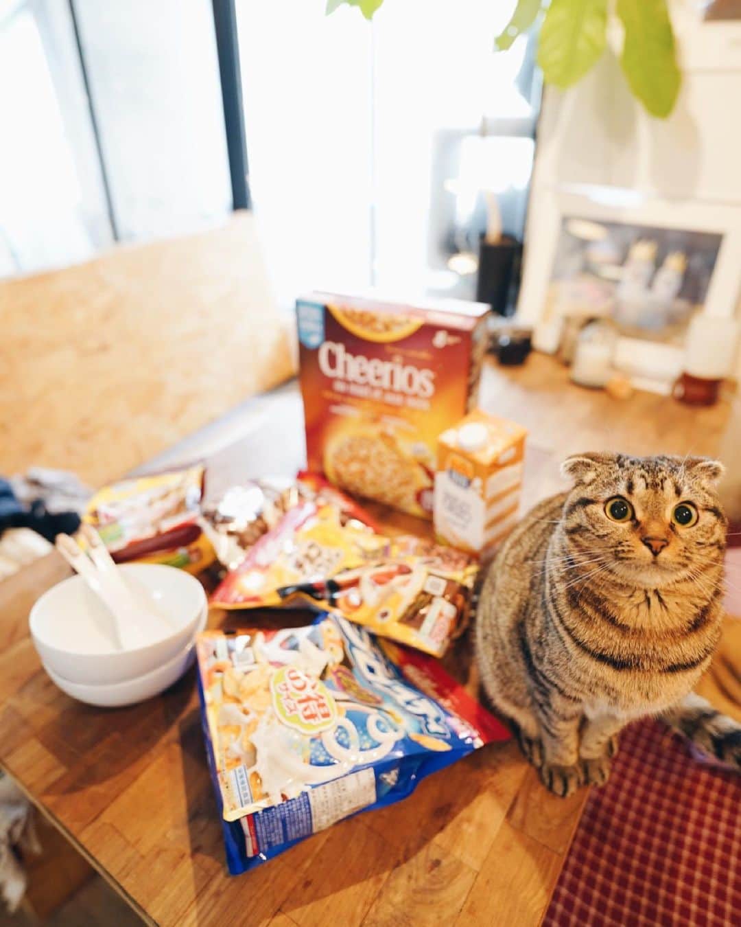 Ami さんのインスタグラム写真 - (Ami Instagram)「我が家のシリアルはいろんな種類を好きにミックスして食べるよ🥣 ペンちゃんも混ぜちゃおうかなw」5月24日 11時36分 - ami_dream05