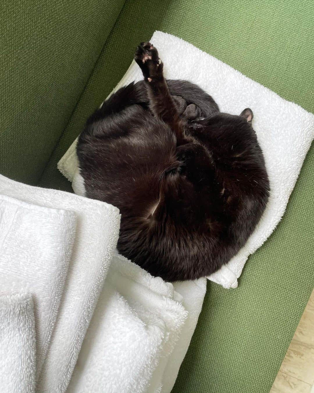 桐島かれんさんのインスタグラム写真 - (桐島かれんInstagram)「洗濯物の上でグッスリ。 起こされてムッ。  #黒猫」5月24日 12時00分 - houseoflotuskaren