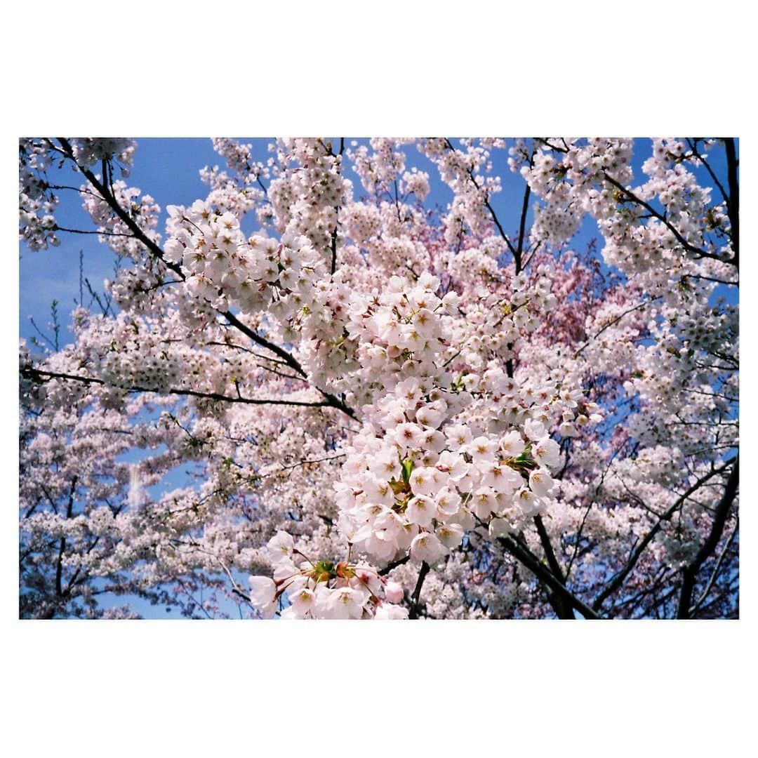 工藤大輝のインスタグラム：「🌸 #minoltatc1 #filmcamera MINOLTA TC-1 / FUJIFILM PRO 400H」