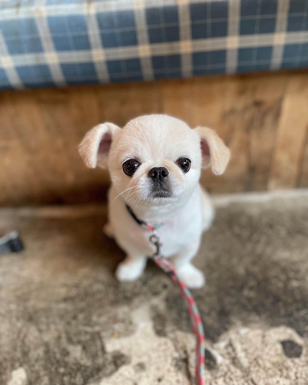 おもちくんのグルメインスタ