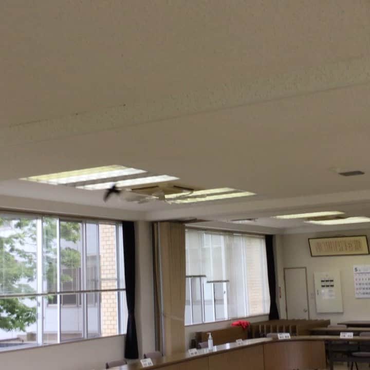 渡辺喜美のインスタグラム：「ツバメですか⁉️ この後脱出成功 水土里ネット那須野ヶ原」