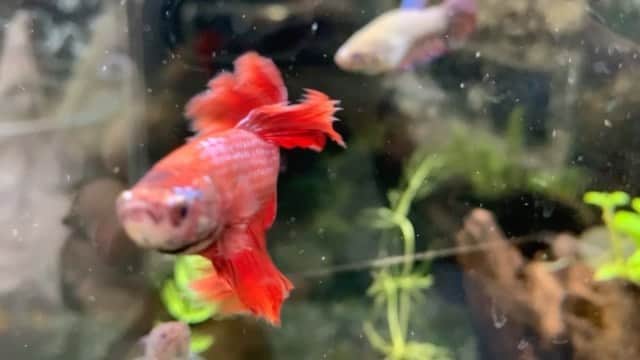 大阪ECO動物海洋専門学校のインスタグラム：「さかなだと海水魚の投稿が多かったので今回は淡水の熱帯魚「ベタ」です！  人懐っこく飼育しやすい点から人気があります☺️💕 お近くのペットショップに行った際にはぜひ「ベタ」も探してみてね♪  #ベタ #ベタ水槽 #アクアリウム #アクアショップ  #大阪eco #大阪eco動物海洋専門学校 #動物 #専門学校 #動物飼育 #動物園 #水族館 #飼育員 #ドルフィントレーナー #アクアリスト #動物看護師 #トリマー #ドッグトレーナー #トリミング #犬 #animal #dog」