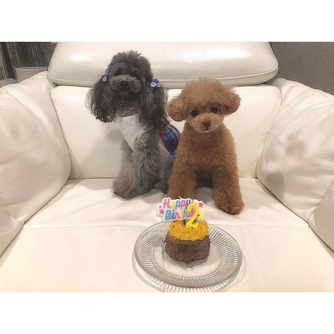 竹本萌瑛子のインスタグラム：「5/22 ハニーさん2歳🍯🍯 . いつもたくさんかまってくれてありがとう いい一年になりますように🥳 .  #犬 #わんこ #dog #トイプードル #ティーカッププードル #プードル #エブリドッグ #everydog」