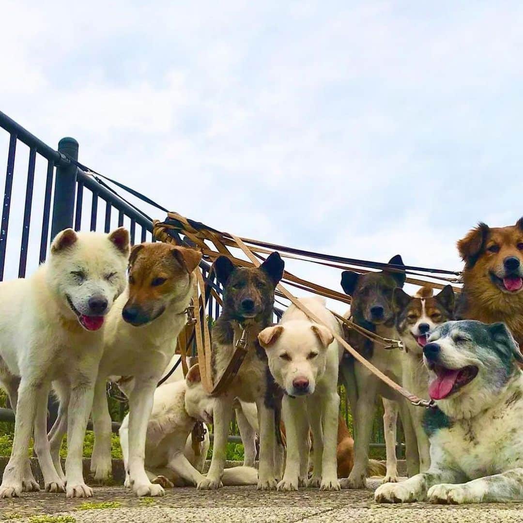 RIKACOさんのインスタグラム写真 - (RIKACOInstagram)「🐶🐶🐶 先日お伺いさせていただいた . . . @vahanasbarsight  RFSCUED DOGS . . . 神奈川県動物愛護センターより主に野犬を引き取り新たな飼い主が見つかるまでシェルターでワンコ達のお世話や教育をしています！ 先日の日曜日に譲渡会があったそうです！ その時のワンコ達の写真を代表の菊池さんが送ってくれました！ ボランティアさん達がお手伝いの元新たな飼い主さんとのマッチングを行っています！ . . . シェルターにいるワンコ達に逢い行った日 50頭以上の大型犬が居て衝撃を受けました！しかしもっと別の地方のシェルターには 野犬のワンコが300頭以上いたりするそうです。言葉にならない現実です。何故私が少しづつワンコ達の為に何か出来る事はないか？と考え初めたのは ノアとグリのおかげです！ノアグリが私に話しかけ何か他のワンコ達にしてあげられる事があるはずだぜ‼️ と教えてくれた気がします。イヤ。教えてくれたんです‼️ 何から？ 私は？どうすれば？ と考え初めたらまずアクション❗️まず自分に出来る事からです！ だからこの菊池さんの所から少しでも情報を微力ながらにインスタ通じ発信したいと考えました！詳しい情報は @vahanasbarsight  に飛んで下さいね！ 大型犬を家族に受け入れたいと思ってるいる方々は是非譲渡会に足を運んでみて下さい！ワンコ達は新しい家族を探しています！ . それにしても菊池さんキズだらけになりながらなんであんなハードなワンコ達を日々世話してるのか？ タフです‼️‼️ 彼の生き方を沢山聞きたくなりました！ 今度はワンコ達のボランティアに行きます！ #保護犬 #野犬　#大型犬 #家族を探しています 私のライフスタイルブランド @lovegiveslove  は売り上げの一部をらぶに繋げる為の ドネーションを具体的に行って行きます！」5月24日 21時42分 - rikaco_official