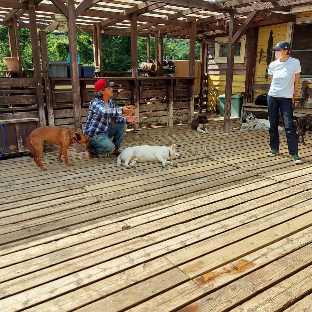 RIKACOさんのインスタグラム写真 - (RIKACOInstagram)「🐶🐶🐶 先日お伺いさせていただいた . . . @vahanasbarsight  RFSCUED DOGS . . . 神奈川県動物愛護センターより主に野犬を引き取り新たな飼い主が見つかるまでシェルターでワンコ達のお世話や教育をしています！ 先日の日曜日に譲渡会があったそうです！ その時のワンコ達の写真を代表の菊池さんが送ってくれました！ ボランティアさん達がお手伝いの元新たな飼い主さんとのマッチングを行っています！ . . . シェルターにいるワンコ達に逢い行った日 50頭以上の大型犬が居て衝撃を受けました！しかしもっと別の地方のシェルターには 野犬のワンコが300頭以上いたりするそうです。言葉にならない現実です。何故私が少しづつワンコ達の為に何か出来る事はないか？と考え初めたのは ノアとグリのおかげです！ノアグリが私に話しかけ何か他のワンコ達にしてあげられる事があるはずだぜ‼️ と教えてくれた気がします。イヤ。教えてくれたんです‼️ 何から？ 私は？どうすれば？ と考え初めたらまずアクション❗️まず自分に出来る事からです！ だからこの菊池さんの所から少しでも情報を微力ながらにインスタ通じ発信したいと考えました！詳しい情報は @vahanasbarsight  に飛んで下さいね！ 大型犬を家族に受け入れたいと思ってるいる方々は是非譲渡会に足を運んでみて下さい！ワンコ達は新しい家族を探しています！ . それにしても菊池さんキズだらけになりながらなんであんなハードなワンコ達を日々世話してるのか？ タフです‼️‼️ 彼の生き方を沢山聞きたくなりました！ 今度はワンコ達のボランティアに行きます！ #保護犬 #野犬　#大型犬 #家族を探しています 私のライフスタイルブランド @lovegiveslove  は売り上げの一部をらぶに繋げる為の ドネーションを具体的に行って行きます！」5月24日 21時42分 - rikaco_official