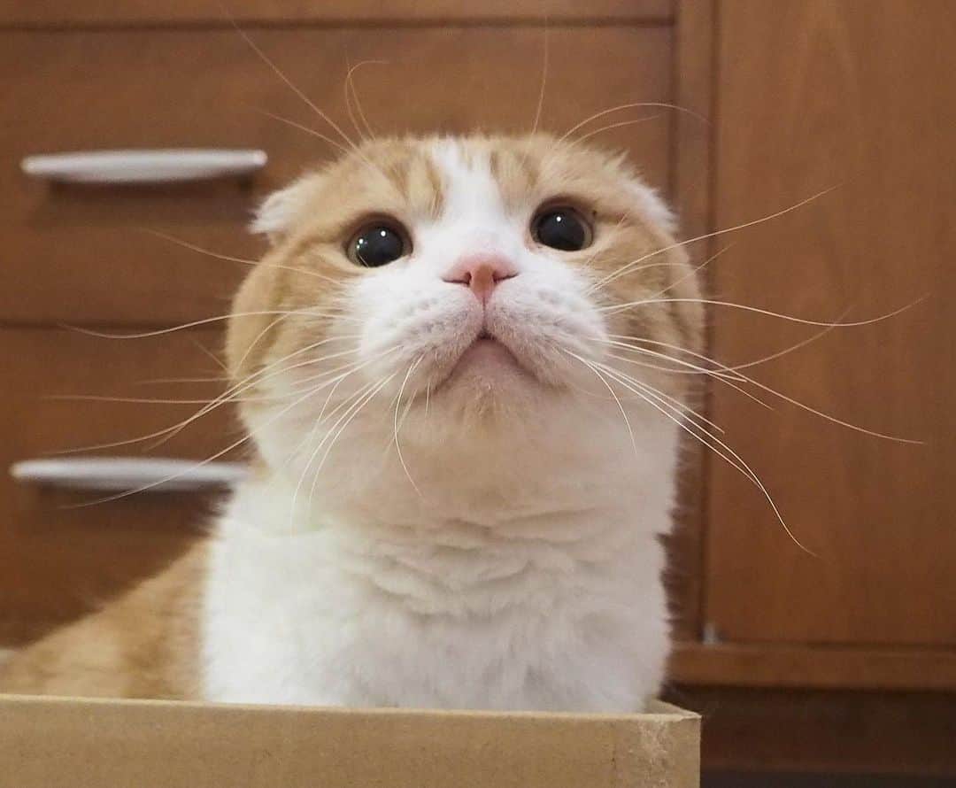 chiitarou_97のインスタグラム：「. ＼ぼくのヒゲみてー／ . .」