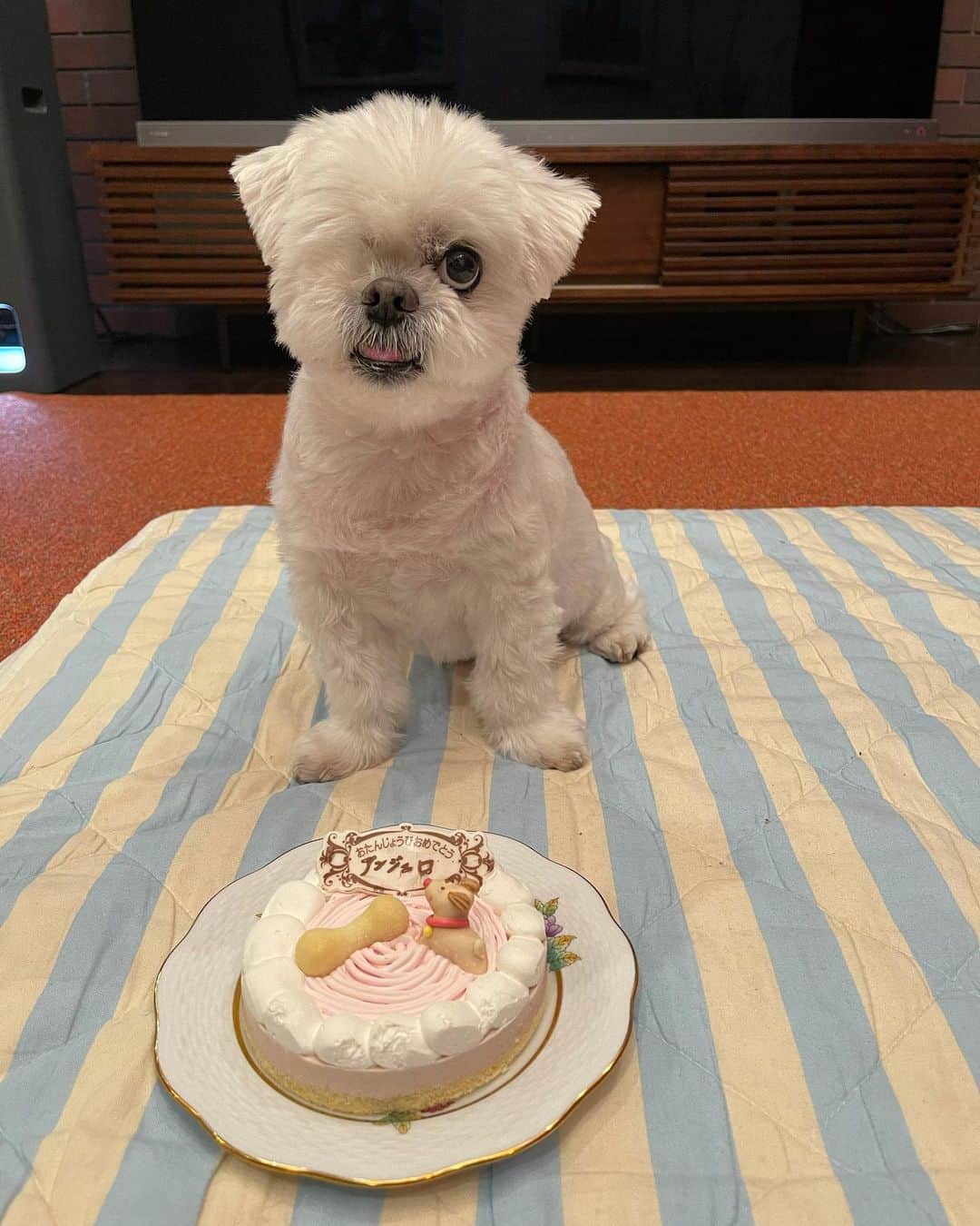 前園真聖さんのインスタグラム写真 - (前園真聖Instagram)「アンジェロが12歳の誕生日を迎えました🎂🎉 いつも一緒にいてくれるアンジェロに感謝です😊 #アンジェロ #ミックス犬 #誕生日」5月25日 0時22分 - maezono_masakiyo