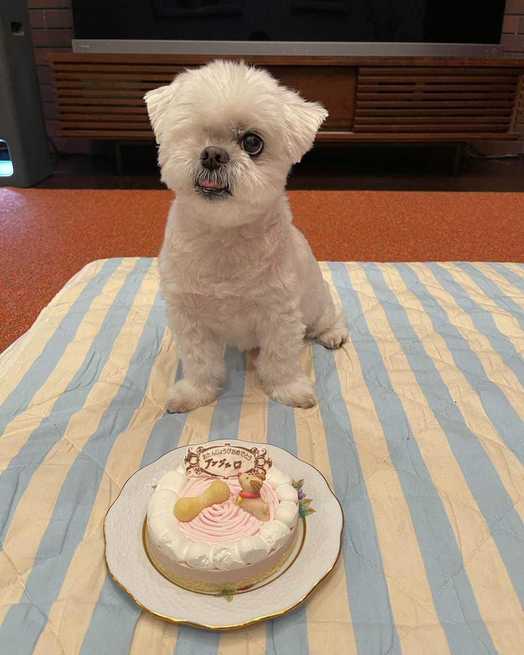 前園真聖さんのインスタグラム写真 - (前園真聖Instagram)「アンジェロが12歳の誕生日を迎えました🎂🎉 いつも一緒にいてくれるアンジェロに感謝です😊 #アンジェロ #ミックス犬 #誕生日」5月25日 0時22分 - maezono_masakiyo