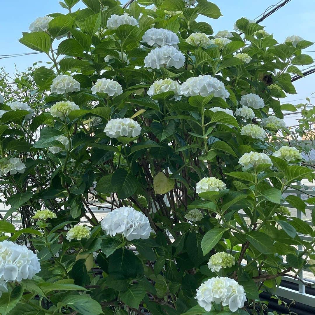 栗原はるみさんのインスタグラム写真 - (栗原はるみInstagram)「みなさんおはようございます。紫陽花が満開になってきました。朝、昼、夜の紫陽花の美しさをみなさんに是非見ていただきたくて沢山写しました。お時間がある時に是非みてくださいね〜。この写真を見て少しでも気持ちがほっとしてもらえたら嬉しいです。私は今日は撮影です。お互いに楽しい一日を過ごしましょうね〜。#栗原はるみ  #kuriharaharumi #玲児さんがとっても喜んでいます」5月25日 6時56分 - harumi_gram