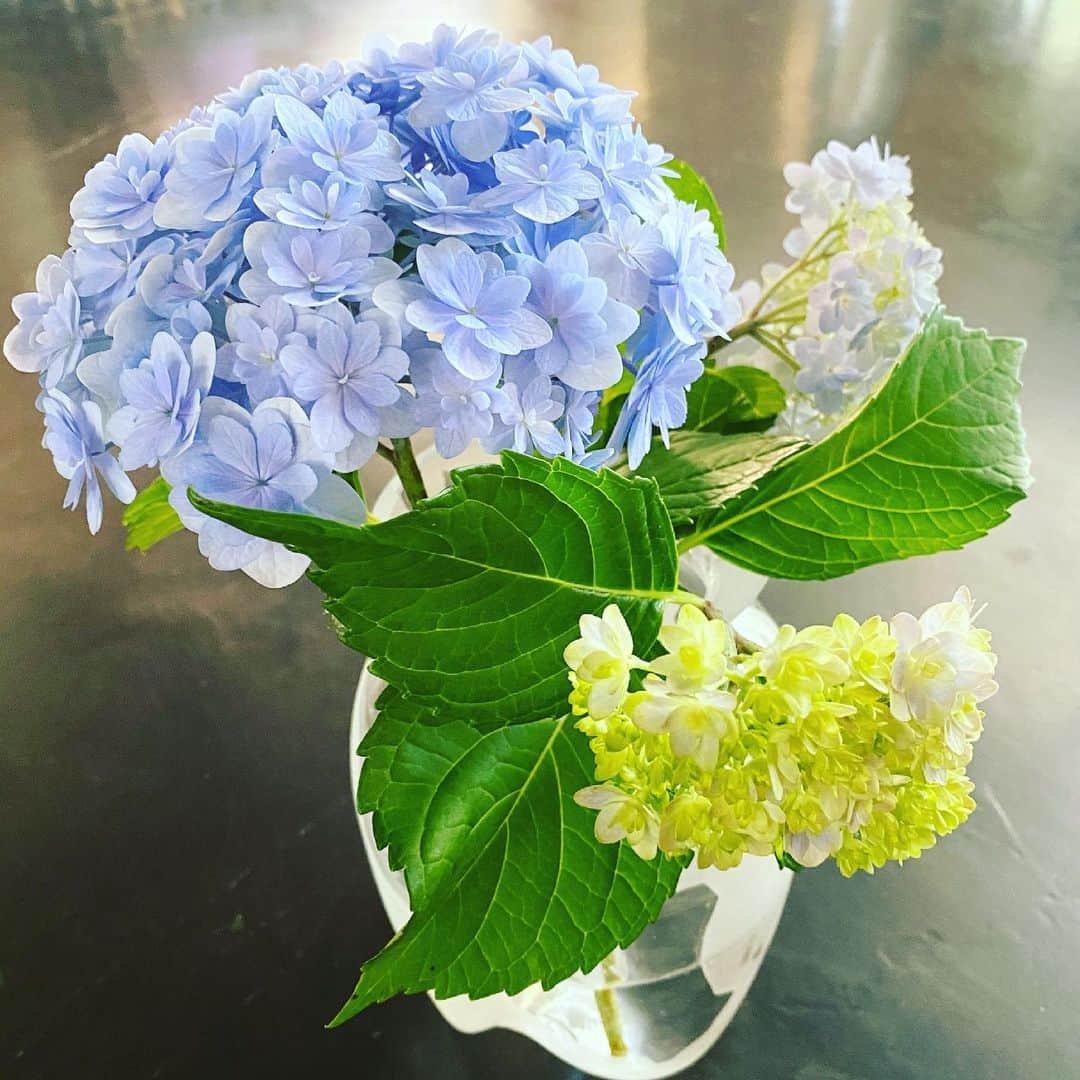 高岡早紀 さんのインスタグラム写真 - (高岡早紀 Instagram)「風もなく、陽射しが眩しい気持ちの良い朝。ベランダの紫陽花がキレイに咲いたので、お部屋にも飾ってみようと思います。 皆さまも良き日をお過ごし下さいね。」5月25日 9時29分 - saki_takaoka