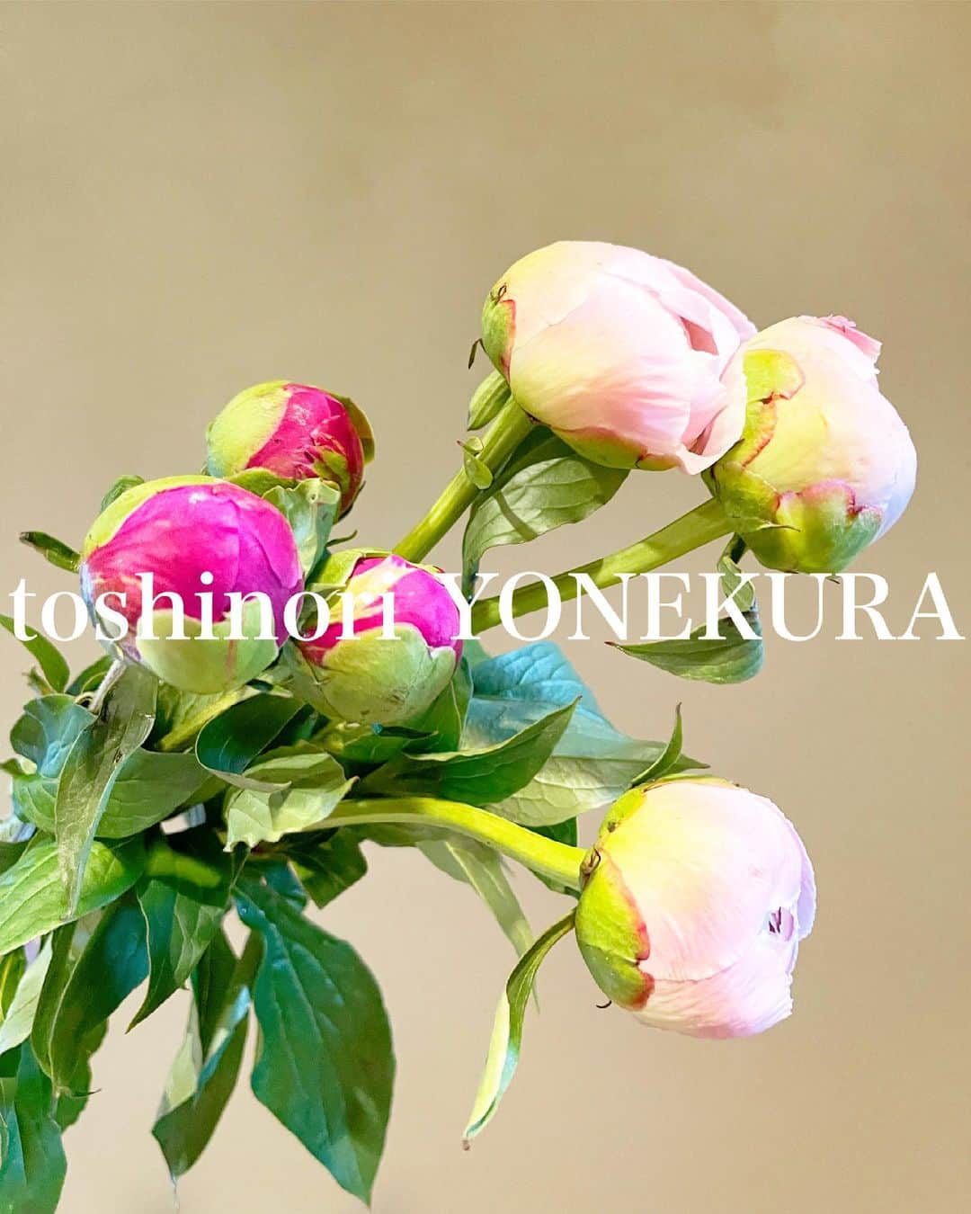 米倉利紀さんのインスタグラム写真 - (米倉利紀Instagram)「flowers of this week #男花 #花のある生活」5月25日 20時20分 - toshi_yonekura