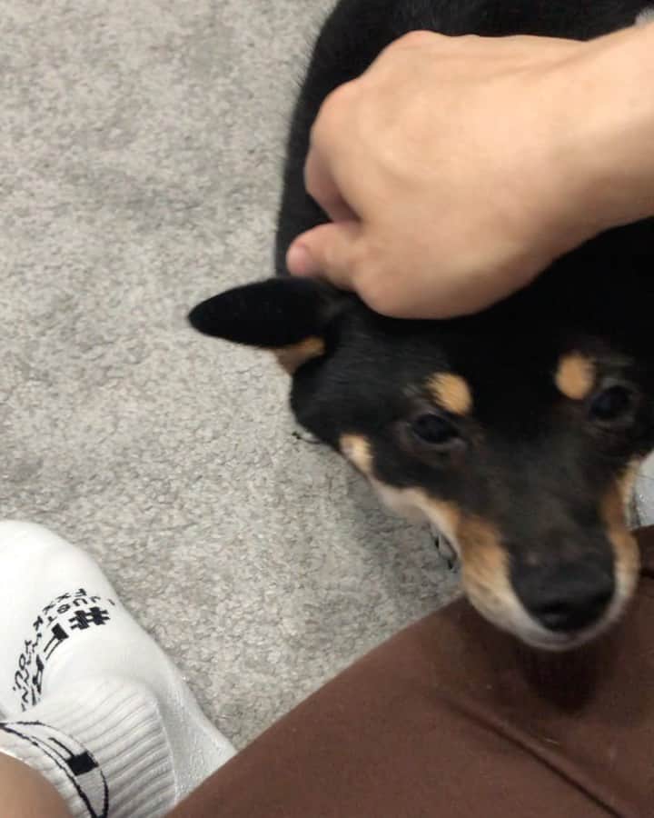粟生隆寛のインスタグラム：「どの🐶もわしゃわしゃやった後のおねだりの仕方は一緒なんだな  『はい、おわり！』の後の 『え…』顔 笑  #日本犬 #柴犬 #豆柴 #極小豆柴 #小豆柴 #黒柴 #世界一可愛い犬 #親バカ」