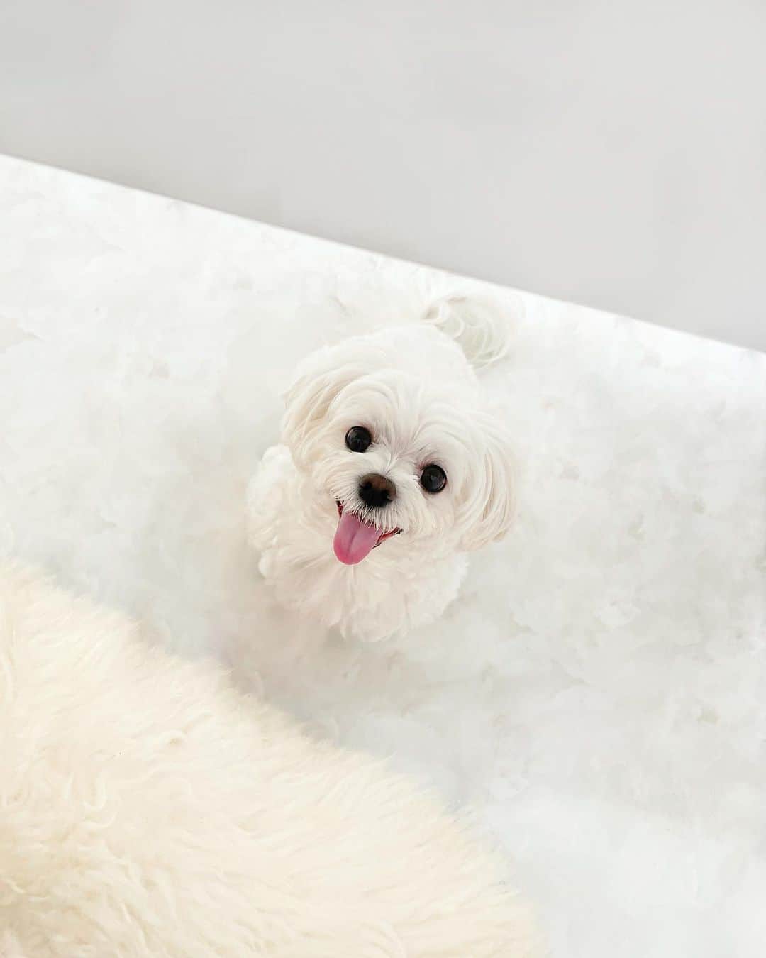 桃華絵里さんのインスタグラム写真 - (桃華絵里Instagram)「Hello🤍おもちくん  デスクの下を見たら 満面の笑顔で こちらを見ている お餅みたいな シーくん☺️  #愛犬 #マルチーズ #シルク #ふわふわ  #dog #maltese #love  #dogstagram」5月25日 13時00分 - _momoka828_