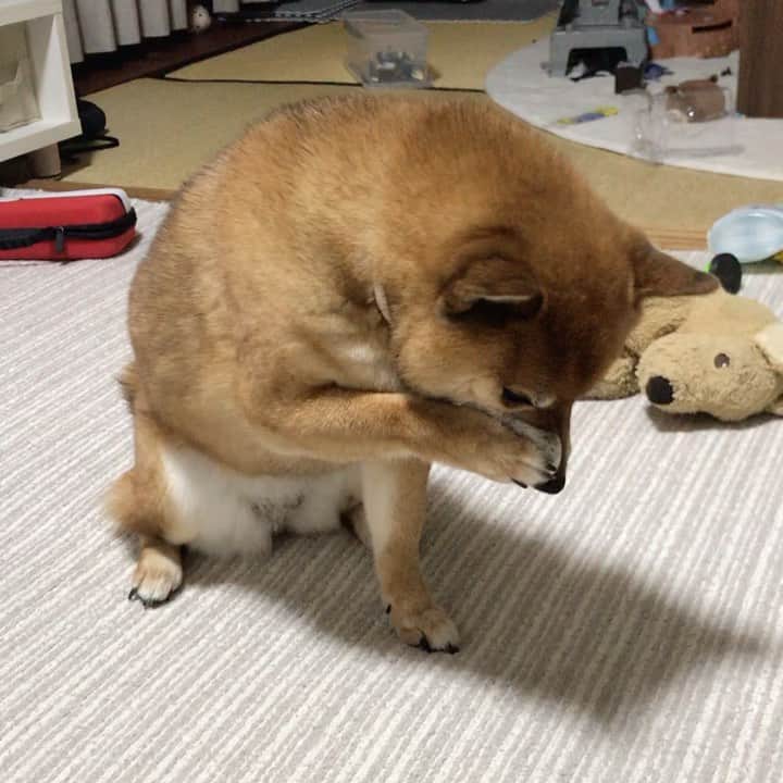 柴犬はなこ Shibainu Hanakoのインスタグラム：「猫ですか？🐱💕 ※散らかってるのはスルーで🙏💦 #2500pic 我ながら続けてるなぁ〜 #shiba #dog #shibainu #犬 #柴犬」
