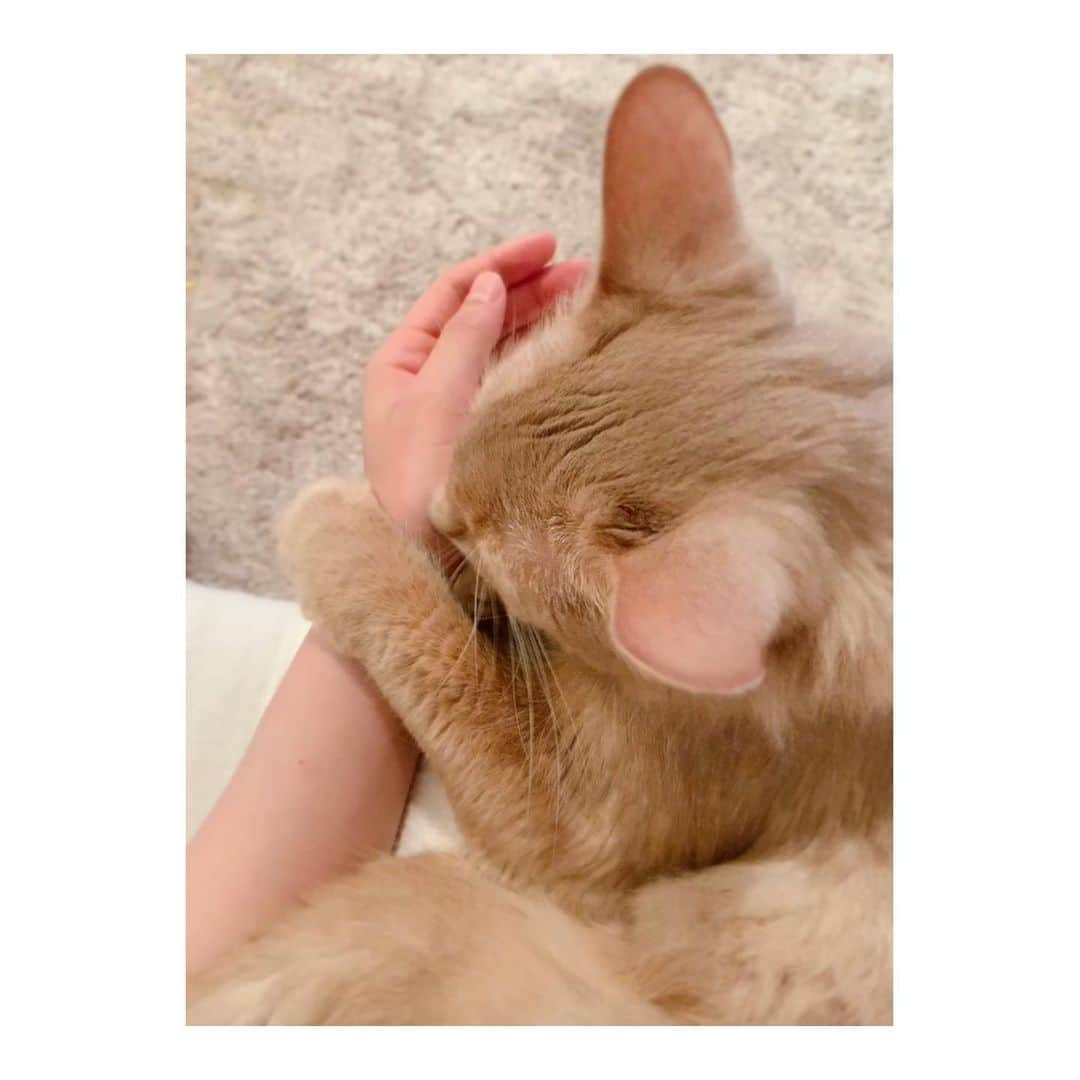 宇月颯さんのインスタグラム写真 - (宇月颯Instagram)「.﻿ .﻿ 今日も膝の上で爆睡😽﻿🐑💤 ﻿ ﻿ #猫#cat#ソマリ#フォーン﻿ #名前は#ポテ#愛称#ぽっちゃん﻿ #よく聞かれるけど﻿ #名前の由来はポテトではない﻿ #最近家にいるせいか﻿ #ずーっと膝の上﻿ #だからソファーから動けない…﻿ #並べたら同じような写真…﻿ #でも全部違うの!笑﻿ #親バカ笑﻿ #ぽっちゃんの横顔が好き♡﻿ #寝顔最強﻿ #にゃんすたぐらむ﻿ #catsofinstagram﻿ ﻿」5月25日 17時09分 - hayate_uzuki_official