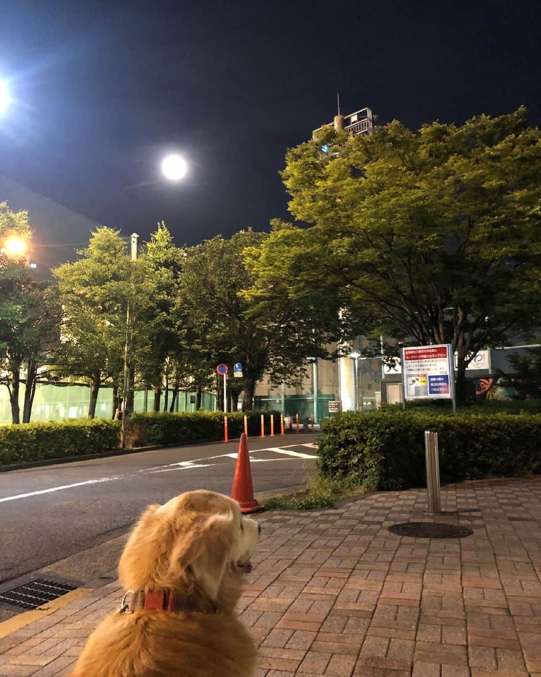 高橋ひとみさんのインスタグラム写真 - (高橋ひとみInstagram)「明日の夜は東京ではスーパームーン🌕が見れそうです。  夜のお散歩途中に今日も素敵なアートに遭遇🐾 ももえも真剣に見ています👀  おやすみなさい💤」5月25日 22時22分 - hitomi_momoe