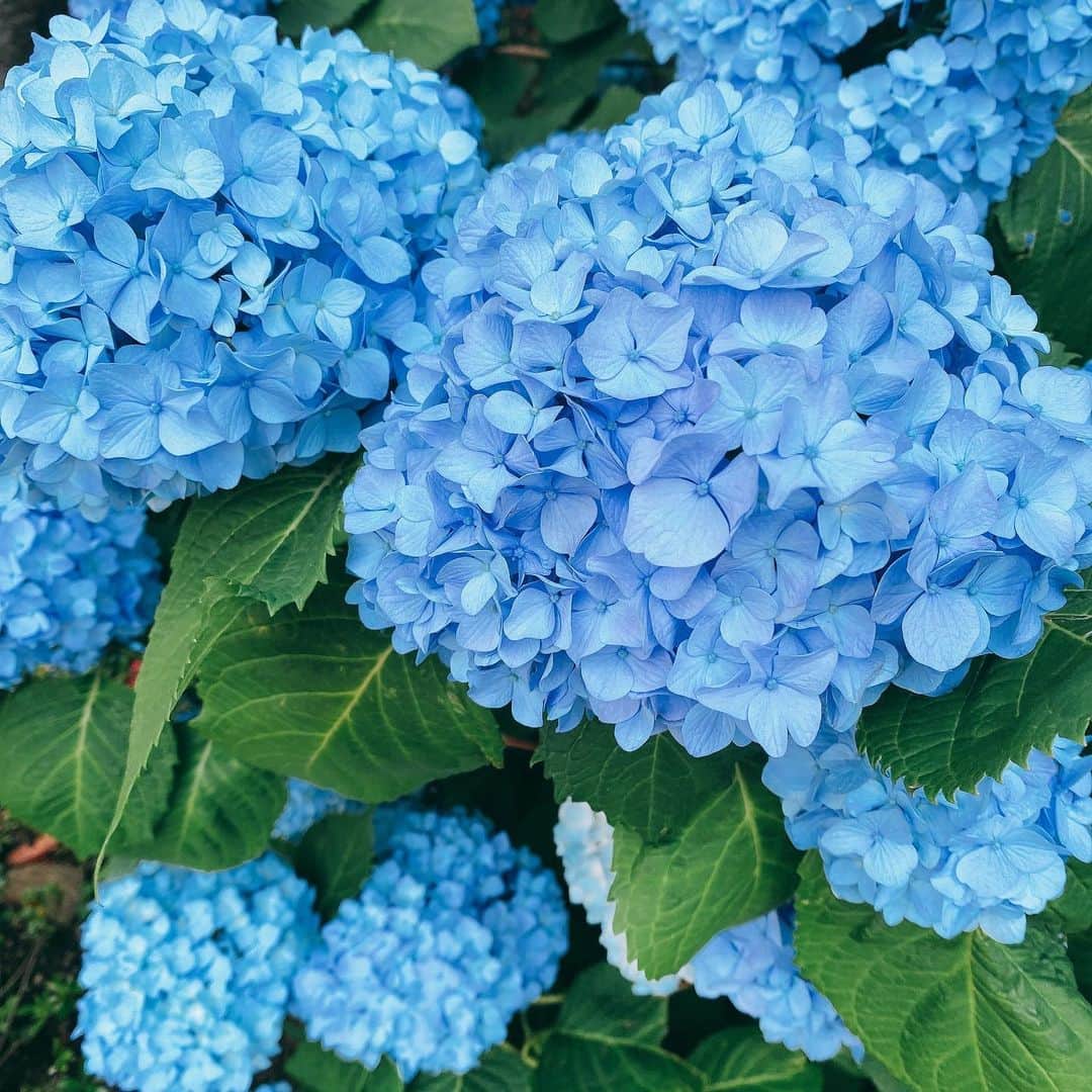 古賀葵のインスタグラム：「こんばんは。 今日は暑かったですねぇ😵💦  そんな中、  涼しげな色の紫陽花が 綺麗に咲いていたので、、、  おすそわけです。  みなさん。 今日も一日、お疲れ様でした☺️  ではでは。  #みんな笑顔になぁれ  #今日は満月かな？」