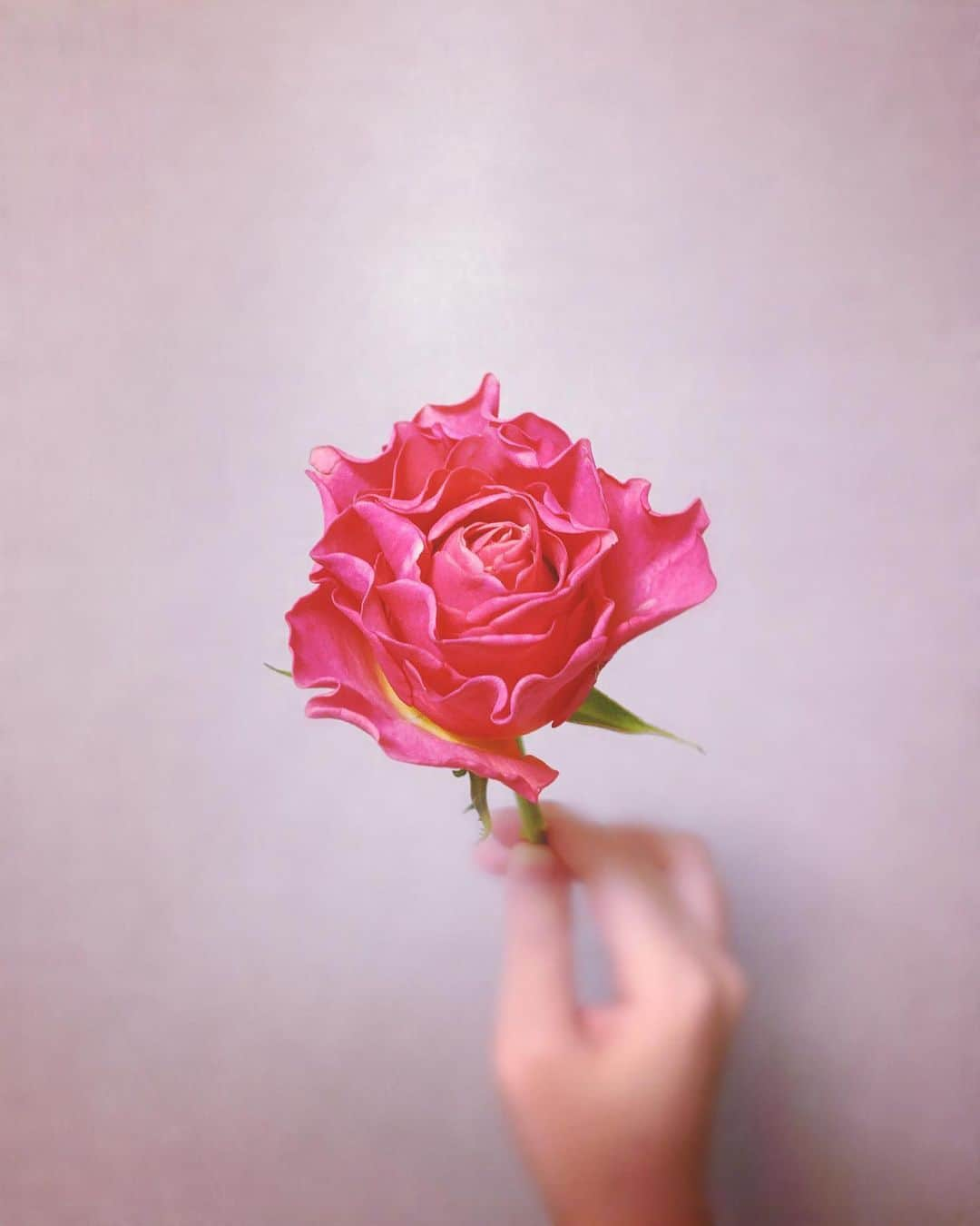 水谷あおいさんのインスタグラム写真 - (水谷あおいInstagram)「🌹」5月26日 1時41分 - aoimizutani0522